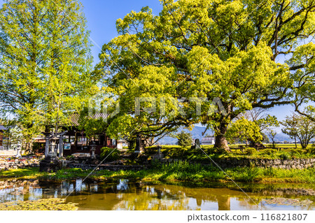 Fresh greenery at Nuinoike Pond [Shiraishi Town, Kishima District, Saga Prefecture] 116821807