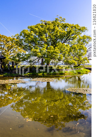 紐池之池的新綠【佐賀縣木島郡白石町】 116821810
