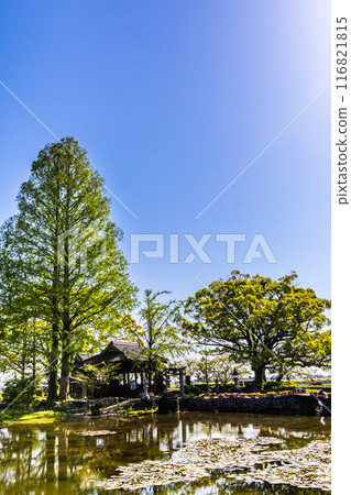 Fresh greenery at Nuinoike Pond [Shiraishi Town, Kishima District, Saga Prefecture] 116821815