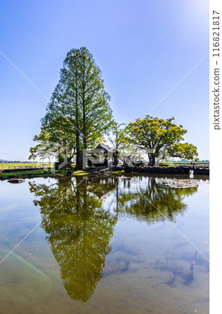 Fresh greenery at Nuinoike Pond [Shiraishi Town, Kishima District, Saga Prefecture] 116821817