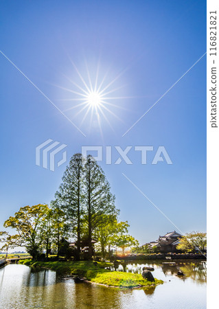 紐池之池的新綠【佐賀縣木島郡白石町】 116821821