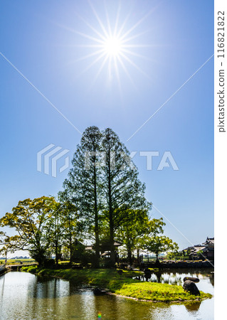 紐池之池的新綠【佐賀縣木島郡白石町】 116821822