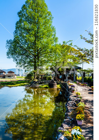 紐池之池的新綠【佐賀縣木島郡白石町】 116821830