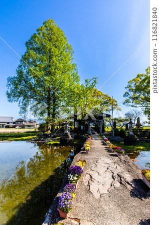 Fresh greenery at Nuinoike Pond [Shiraishi Town, Kishima District, Saga Prefecture] 116821840