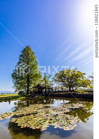 Fresh greenery at Nuinoike Pond [Shiraishi Town, Kishima District, Saga Prefecture] 116821843