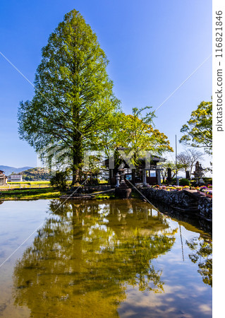 紐池之池的新綠【佐賀縣木島郡白石町】 116821846