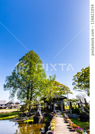 紐池之池的新綠【佐賀縣木島郡白石町】 116821854