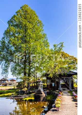 Fresh greenery at Nuinoike Pond [Shiraishi Town, Kishima District, Saga Prefecture] 116821855