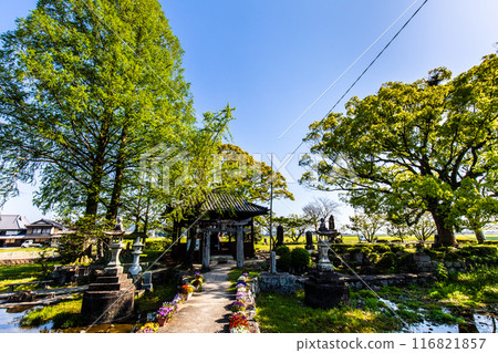 Fresh greenery at Nuinoike Pond [Shiraishi Town, Kishima District, Saga Prefecture] 116821857