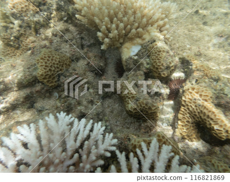 Fish in the blue sea Fish in the blue sea 116821869