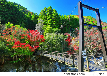[Oita Prefecture] Autumn leaves at Sarutobi Sentsubo Gorge on a clear day (Okuyabakei) 116821954