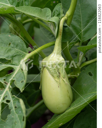 Light green jade eggplant Light green jade eggplant 116822063