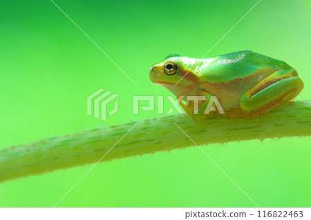 A tree frog sitting on a stem 116822463