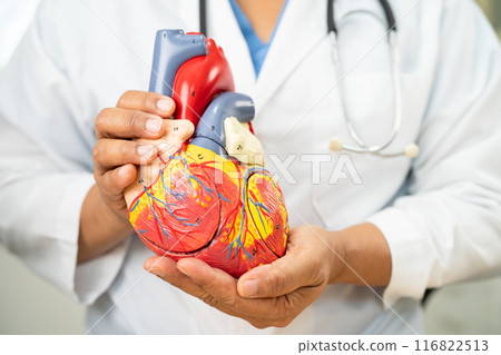 Cardiovascular disease CVD, Asian doctor holding human anatomy model for learn and treat heart disease. 116822513
