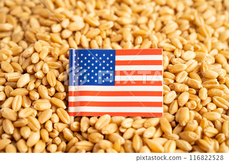 Grains wheat with USA America flag, trade export and economy. Grains wheat with USA America flag, trade export and economy. 116822528