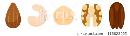 Vector illustration set of nuts (almonds, cashews, macadamia nuts, walnuts, pecan nuts) Vector illustration set of nuts (almonds, cashews, macadamia nuts, walnuts, pecan nuts) 116822965