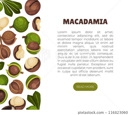 Macadamia Nut Banner Design with Kernel and Shell Vector Template Macadamia Nut Banner Design with Kernel and Shell Vector Template 116823060