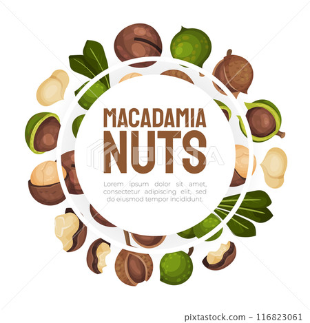 Macadamia Nut Banner Design with Kernel and Shell Vector Template Macadamia Nut Banner Design with Kernel and Shell Vector Template 116823061