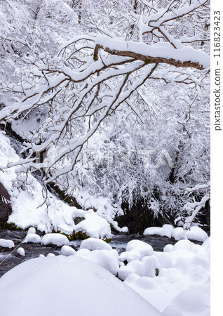 降雪後的早晨川俁河谷 116823423