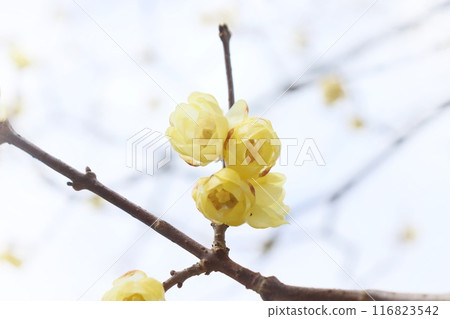 Wintersweet - A yellow flower that blooms in winter, blooming in the cold sky 116823542