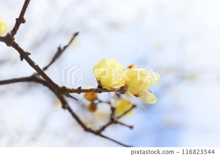 Wintersweet - A yellow flower that blooms in winter, blooming in the cold sky Wintersweet - A yellow flower that blooms in winter, blooming in the cold sky 116823544