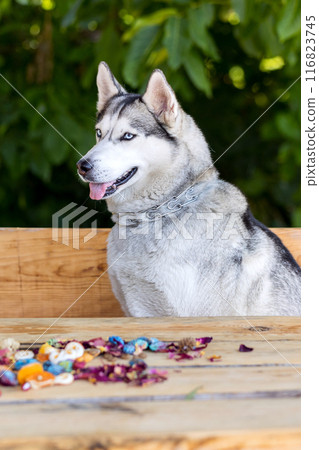 Husky dog close-up head portrait, summer 116823745