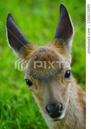 Sika deer baby 116823889