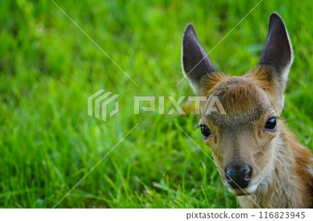 梅花鹿寶寶 116823945