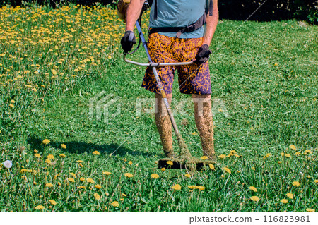 Skin of landscapers legs, not protected by protective clothing, is covered with fragments of crushed weeds. 116823981