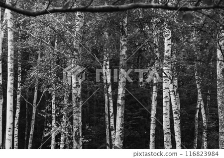 Foggy forest Foggy forest 116823984