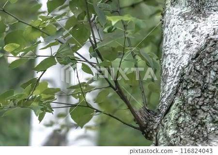 Fresh green bud 116824043