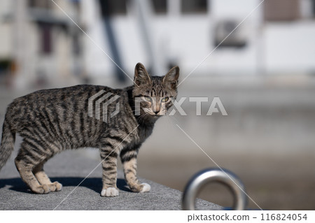 A cat relaxing on a dike 116824054