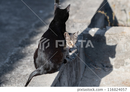 Friendly cat parents and child Friendly cat parents and child 116824057