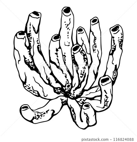 Coral sponge polyp Marine life, sea ocean underwater creatures shells, Ink and pen sketch hand drawn. Single object illustration, stylized, isolated on white. Zoo shop, aquarium, cosmetics, resort 116824088
