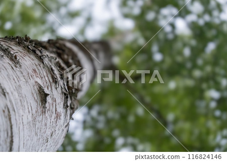 Birch Forest 116824146