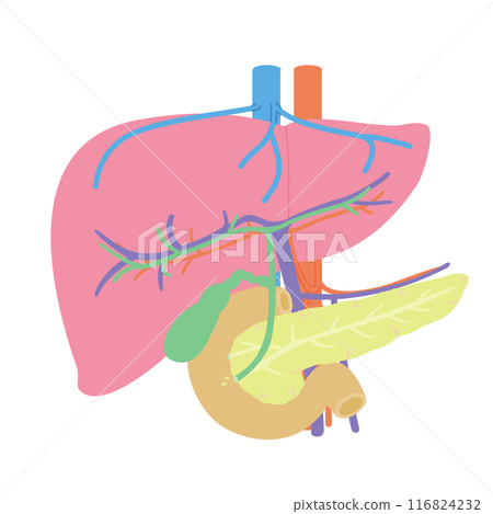 Simple color lineless illustration of the duodenum, liver, gallbladder and pancreas 116824232