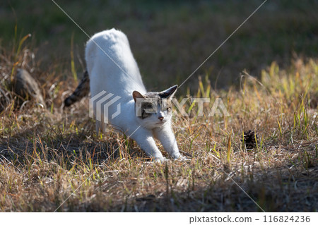 Cats growing Cats growing 116824236