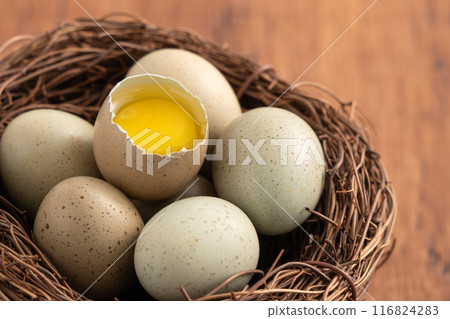 蘆丁雞 盧丁雞 雞蛋 蛋 棕色 咖啡色 灰色 Egg in nest 卵 生たまご 蘆丁雞 盧丁雞 雞蛋 蛋 棕色 咖啡色 灰色 Egg in nest 卵 生たまご 116824283