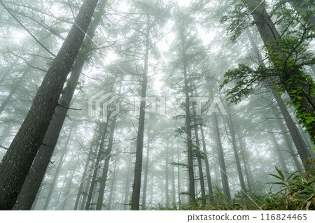 Misty forest Misty forest 116824465