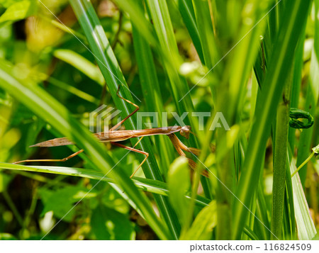 Predator: Mantis (Mantis family) Predator: Mantis (Mantis family) 116824509