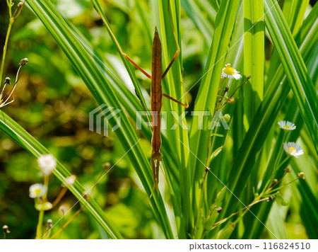 Predator: Mantis (Mantis family) 116824510