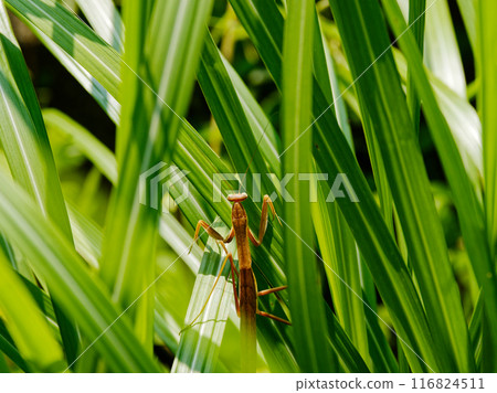 Predator: Mantis (Mantis family) 116824511