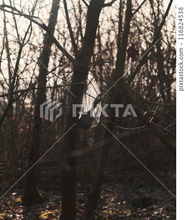 Paintbrush in Plastic Bag Hanging in Forest Paintbrush in Plastic Bag Hanging in Forest 116824538