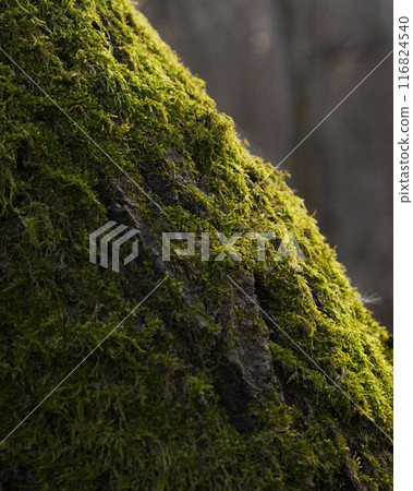 Closeup of Green Moss on Tree Bark 116824540
