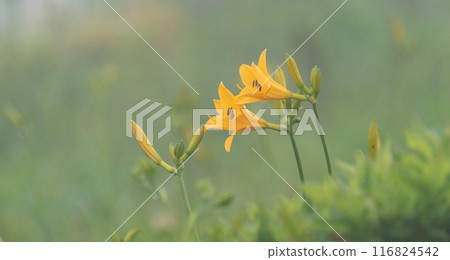 Nikkokishge 116824542