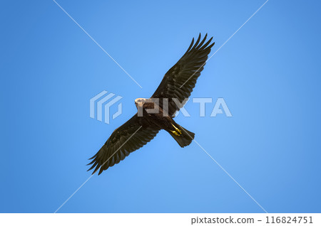 Marsh harrier, spreading its wings, soars above the ground against the background of the blue sky Marsh harrier, spreading its wings, soars above the ground against the background of the blue sky 116824751