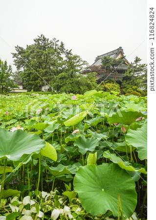 Rainy Yokkado Hall, Shinano Kokubunji Temple, Lotus Field 116824824