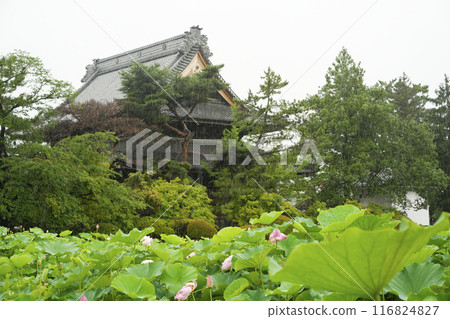 Rainy Yokkado Hall, Shinano Kokubunji Temple, Lotus Field 116824827