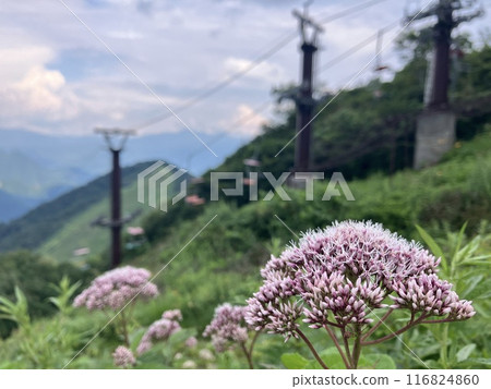 Spirea flowering near the Tanigawadake ropeway station 116824860