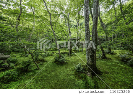 京都/奧佐賀只王寺（夏季） 116825266